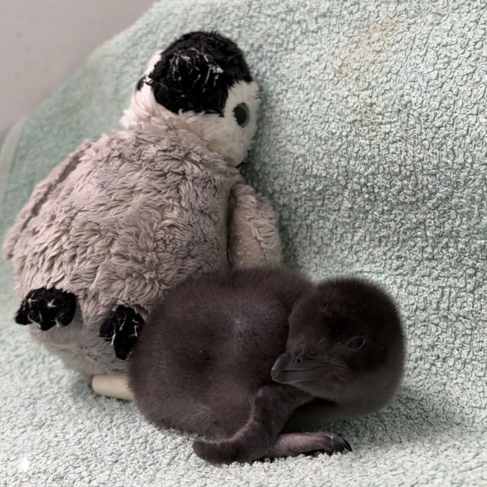 Малый пингвинёнок свернулся у мягкой игрушки-пингвина: сцена ухода за Генри в инкубаторе центра SeaLife в Дорсете, на полотенце рядом с игрушкой.