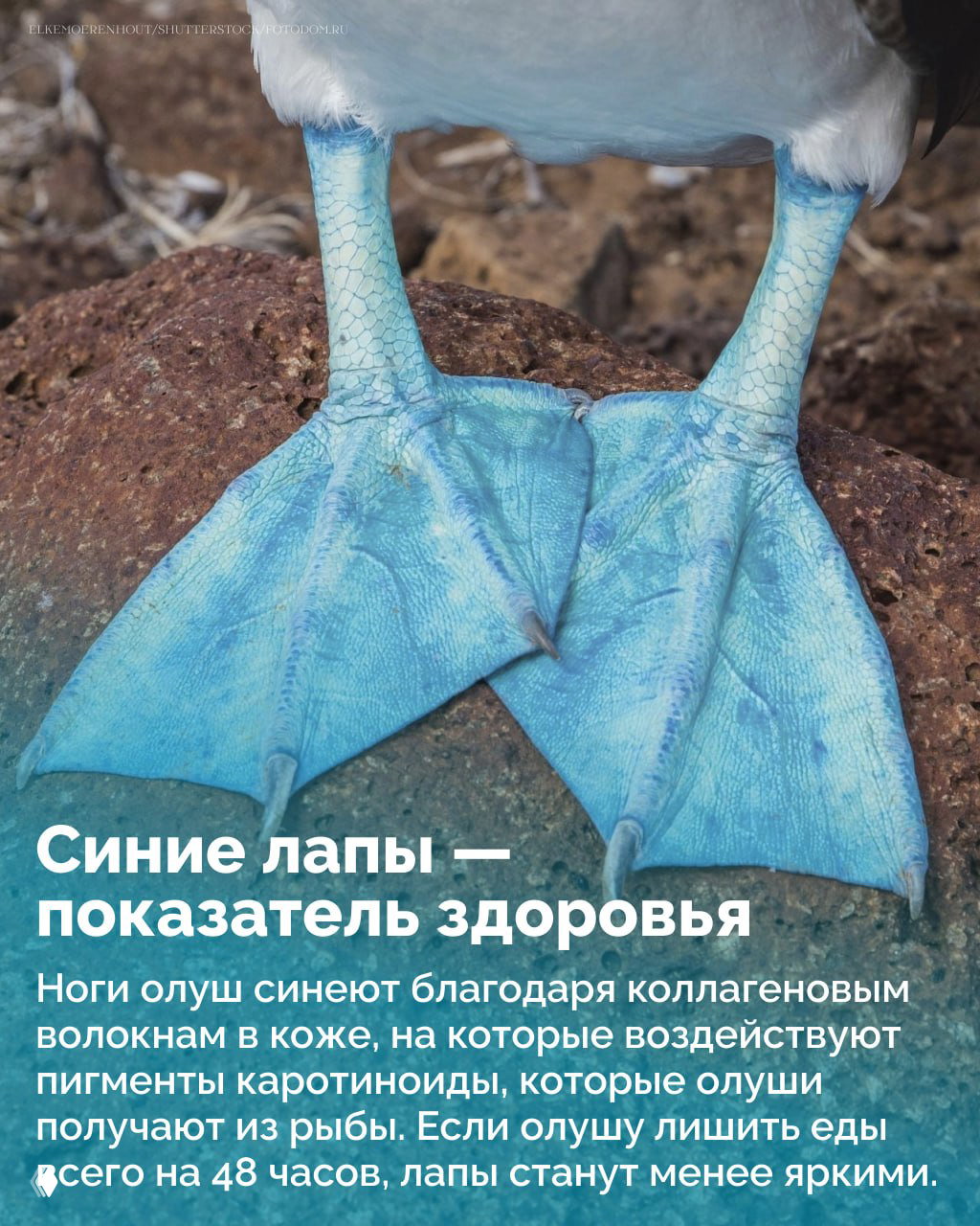 Крупный план перепончатых лап голубоногой олуши — яркая голубая окраска лап на фоне каменистого берега и текстуры кожи птицы.