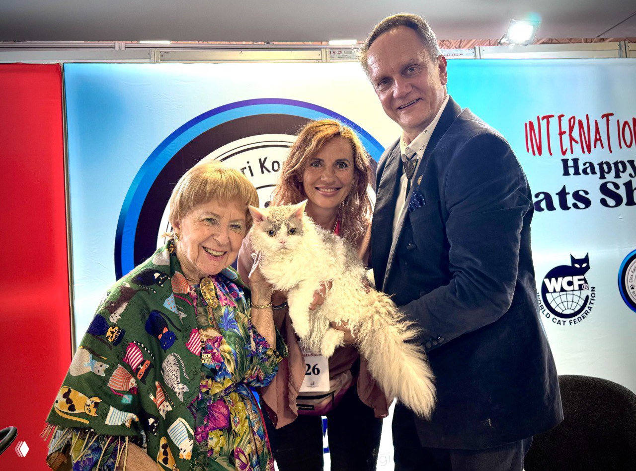 Белый пушистый кот в студийной постановке демонстрирует почетную ленту и медаль, снимок в стиле «best in show».