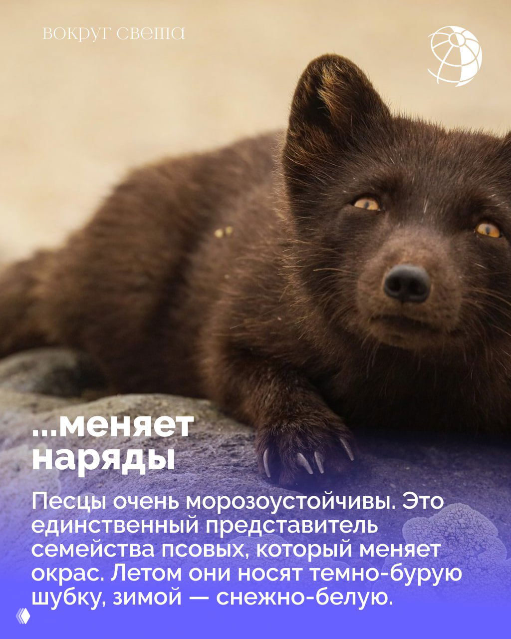 Тёмный (летний) окрас песца крупным планом на нейтральном фоне; видно строение шерсти и выражение морды в тёплое время года.