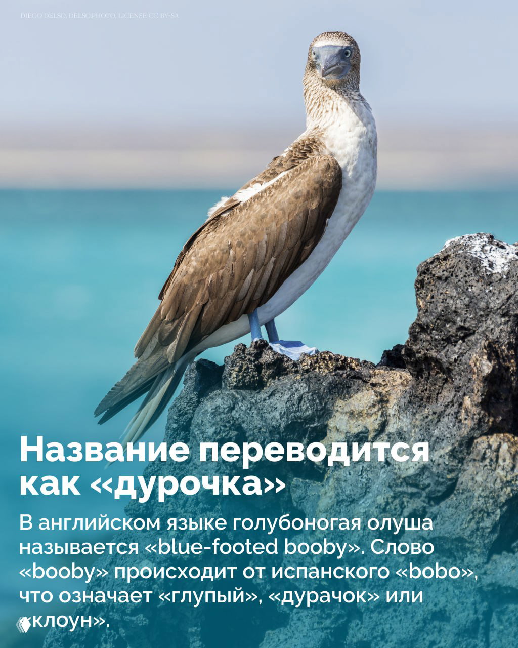 Голубоногая олуша в профиль на черной лавовой скале, на заднем плане бирюзовое море — характерная среда обитания Галапагосских островов.