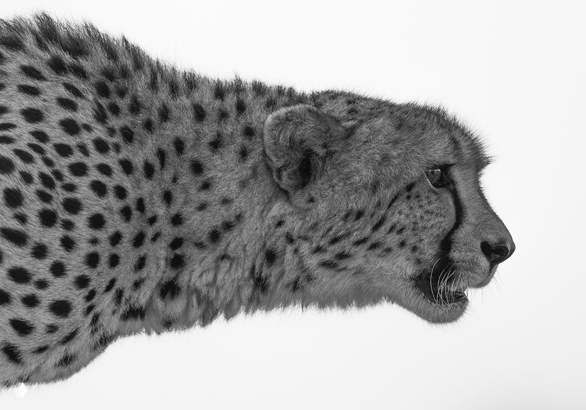 Чёрно‑белый профиль гепарда с чёткой текстурой пятен на светлом фоне — минималистический портрет дикой природы, финалист конкурса.