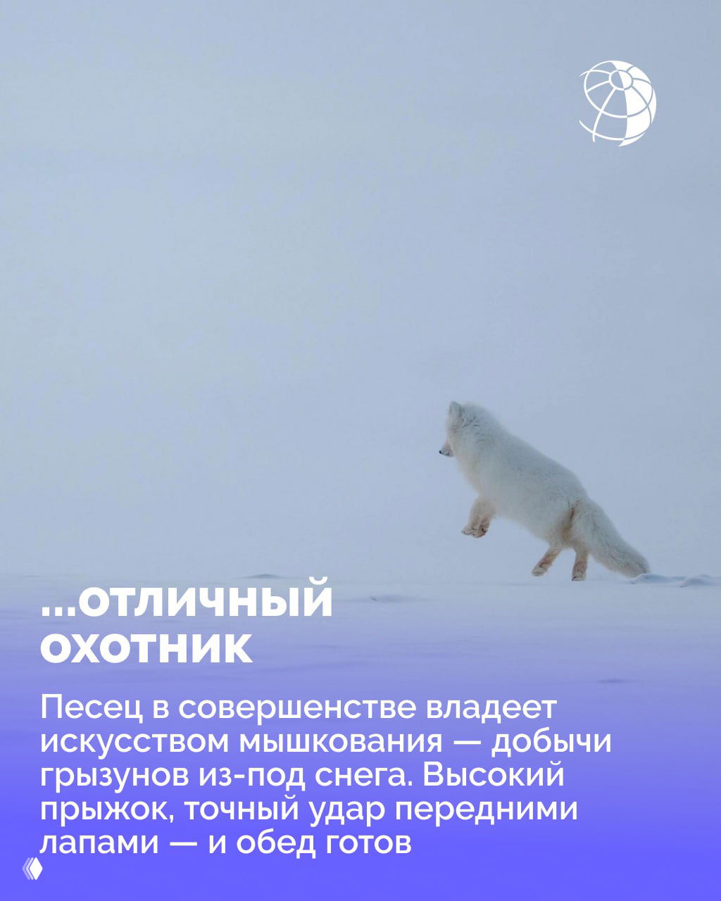 Белый песец совершает прыжок над снегом в пустынной арктической тундре — изображение охоты и мастерства добывания грызунов.