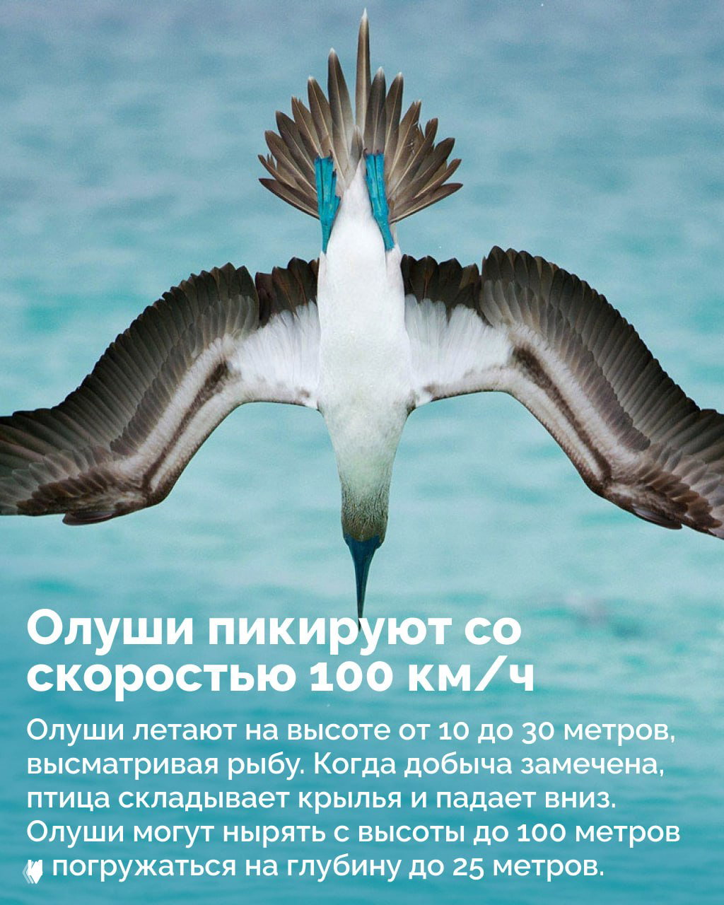 Птица пикирует над морем в профиль сверху: расправленные крылья и скруглённый клюв, момент охоты на рыбу в океане.