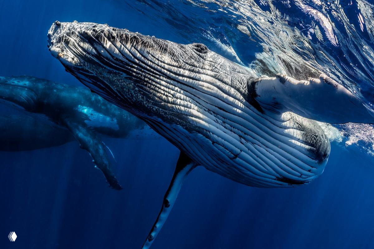 Кит у поверхности океана в крупном плане: складки кожи, игра света и глубина синего моря — впечатляющий морской снимок из подборки.