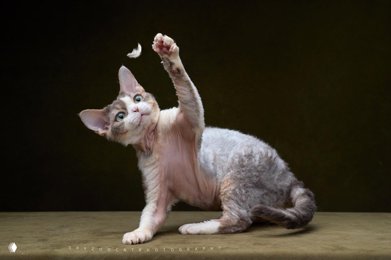 Мелкий котёнок в руках заводчика с игрушкой-удочкой на выставке; репортажный кадр подготовки и показа животных на конкурсе.