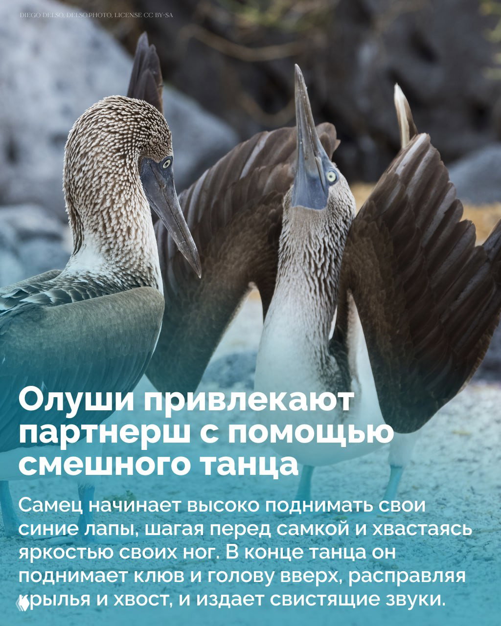 Две голубоногие олуши в брачном ритуале: самец поднимает лапы и демонстрирует яркость окраски для привлечения партнёрши.