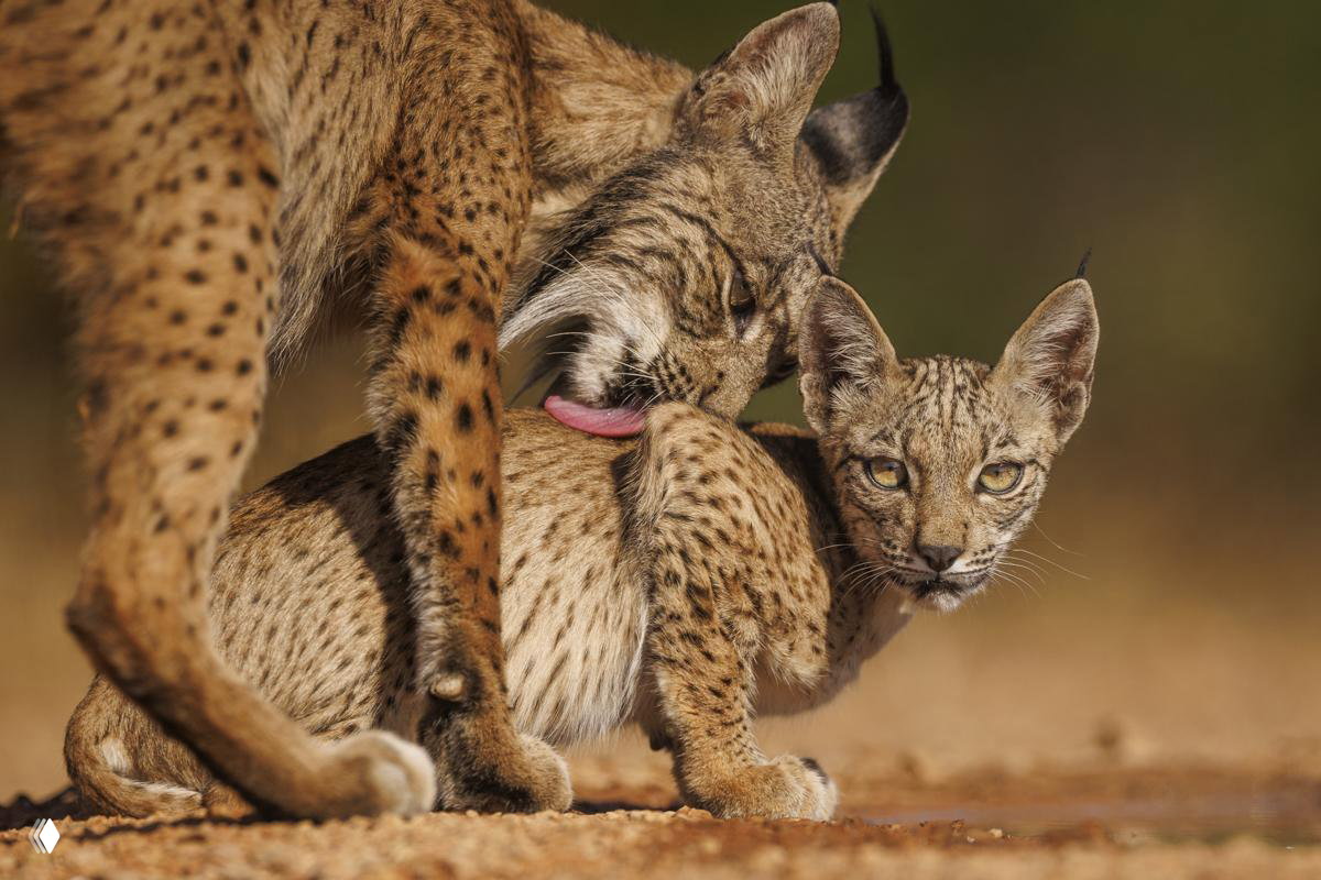 Интимный кадр: взрослая и молодая дикая кошка в момент ухода и заботы; эмоциональный снимок семейного поведения животных в природе.