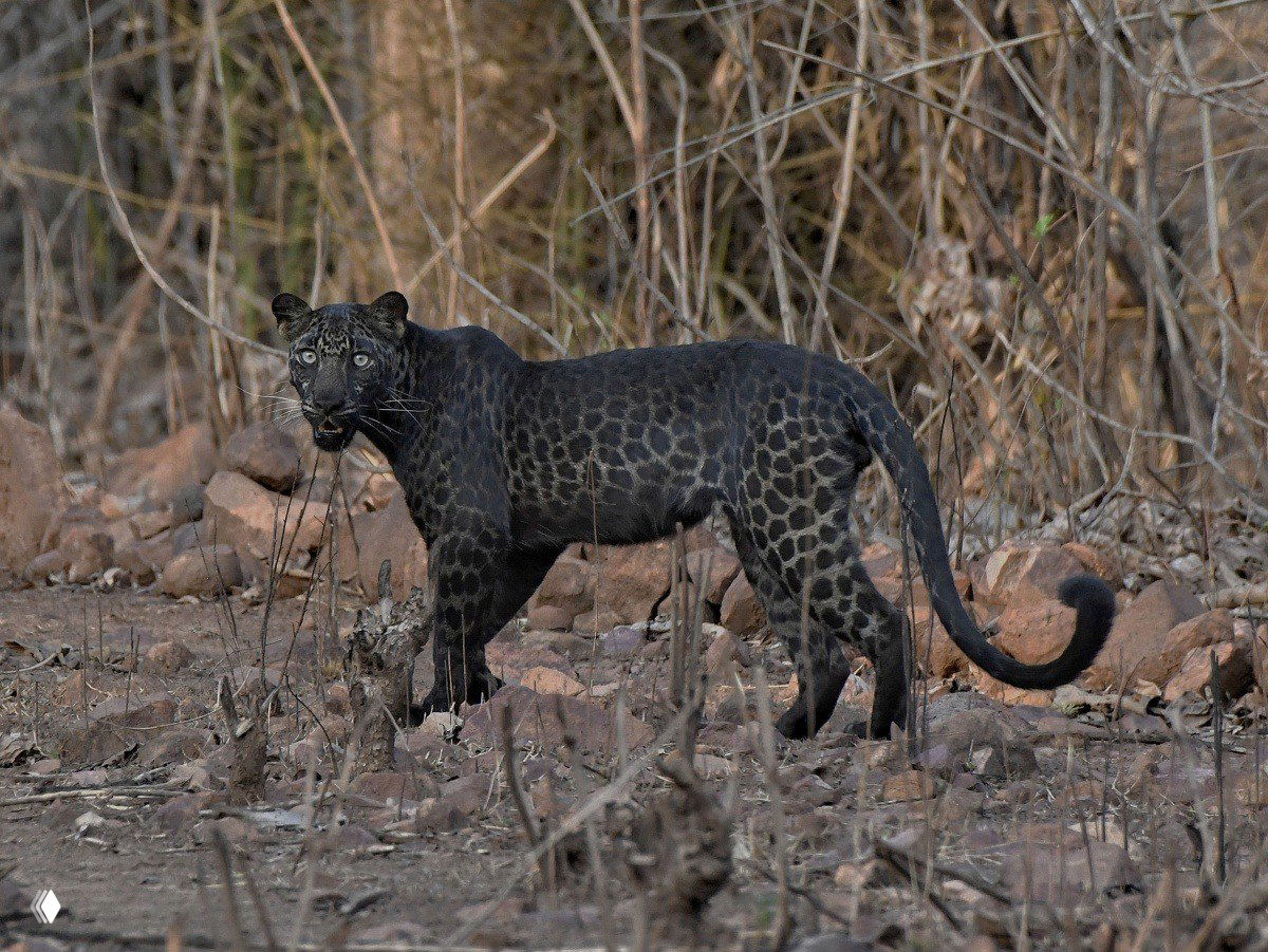 Редкий черный леопард в заповеднике Тадоба
