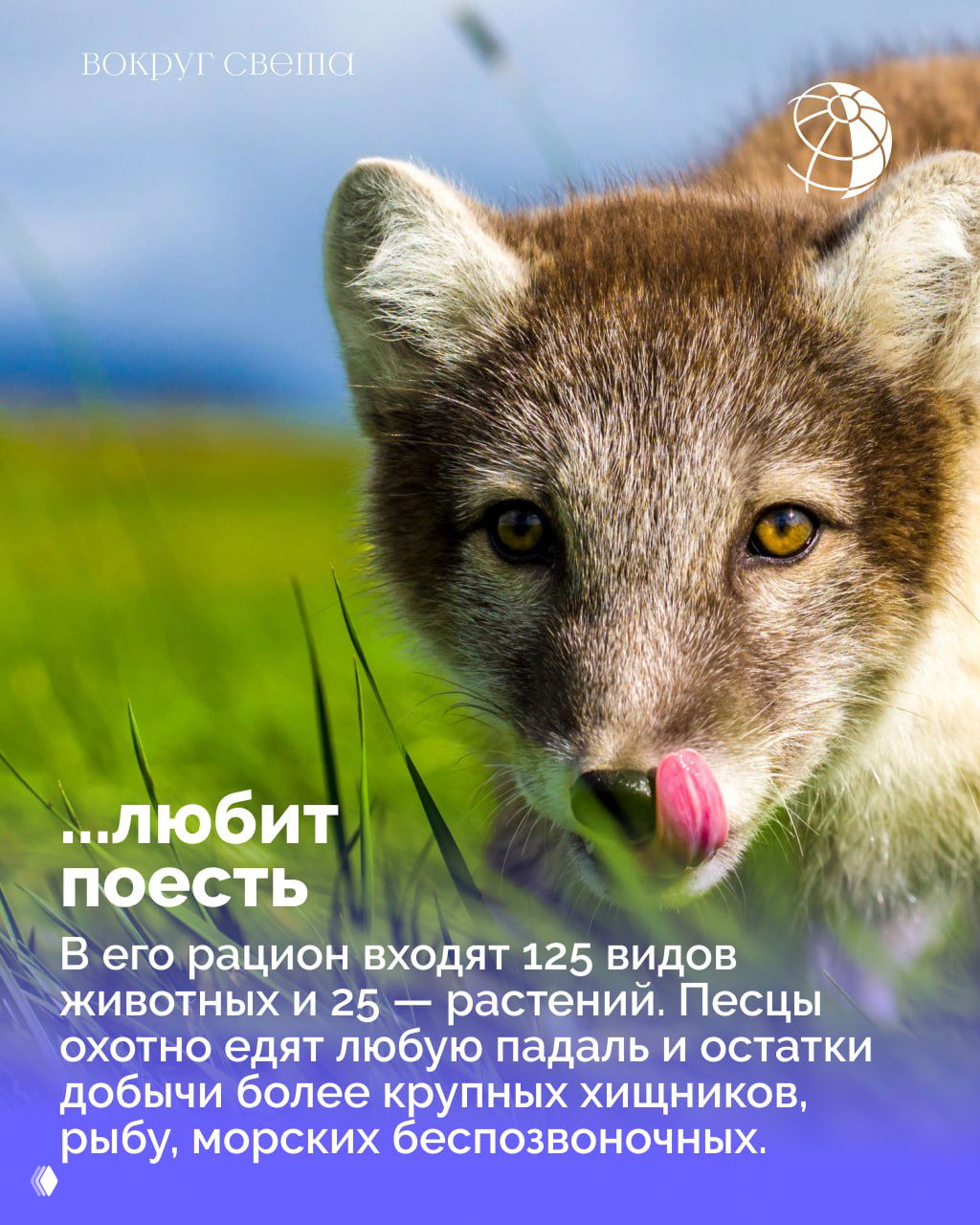 Крупный план молодой полярной лисицы с языком, высунутым из пасти, на зелёном фоне — разнообразие рациона и вкусовые привычки.