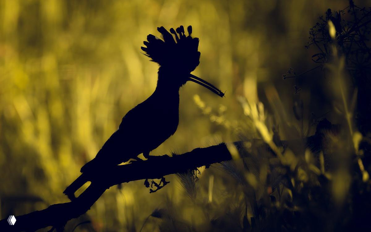 Силуэт птицы (удод) на ветке в золотисто-зелёном контровом свете; художественная фотография из финала FAPA 2026.