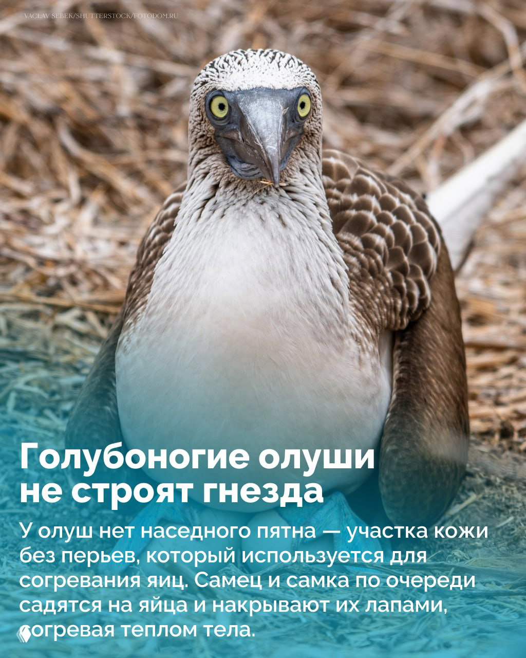 Портрет голубоногой олуши крупным планом: выражение лица птицы, текстура перьев и серо‑голубой оттенок кожи головы и клюва.