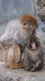 В зоопарке Итикава взрослый макак прижимает к себе маленького макака Панча, оба сидят у каменной стенки вольера.