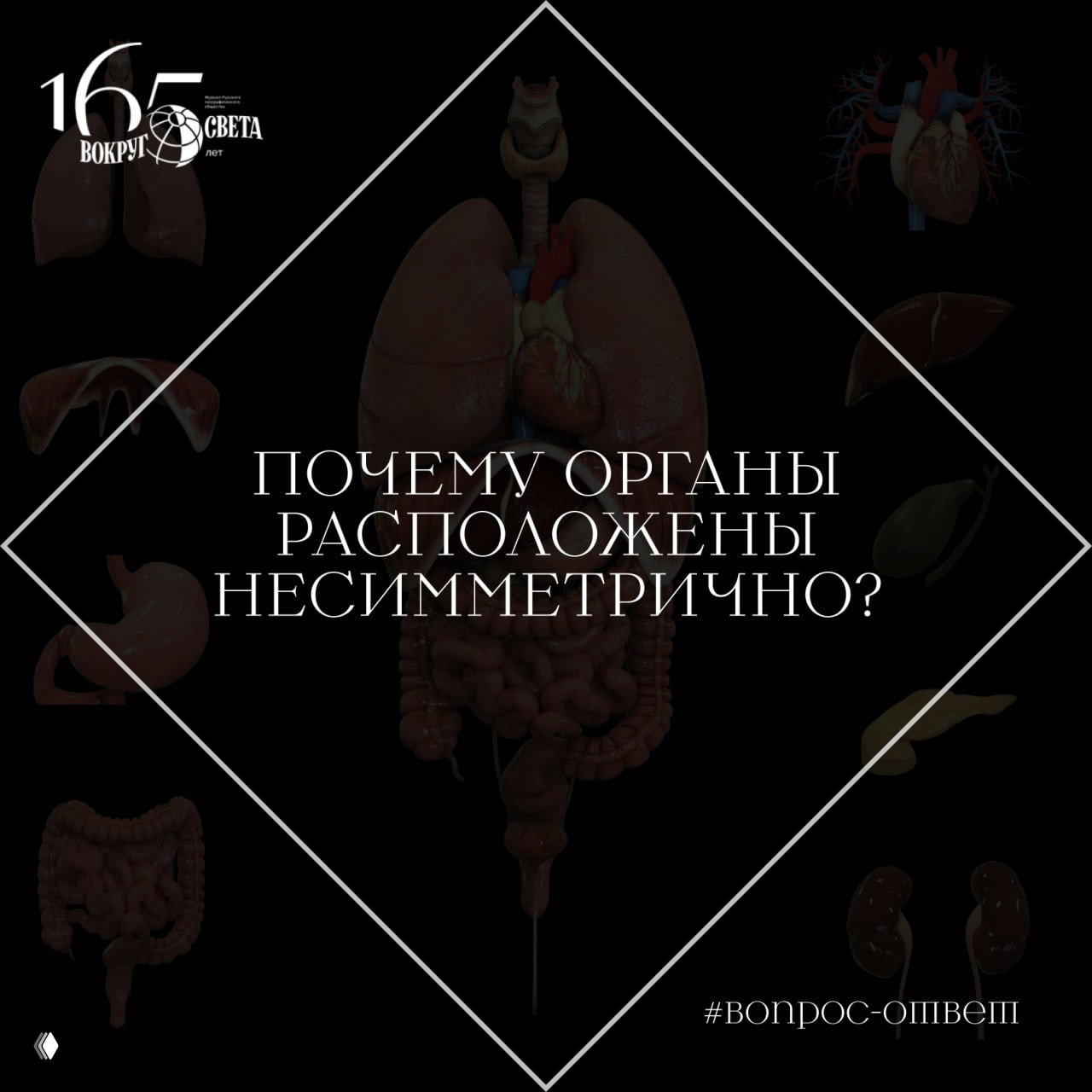 Почему органы в человеке расположены несимметрично?