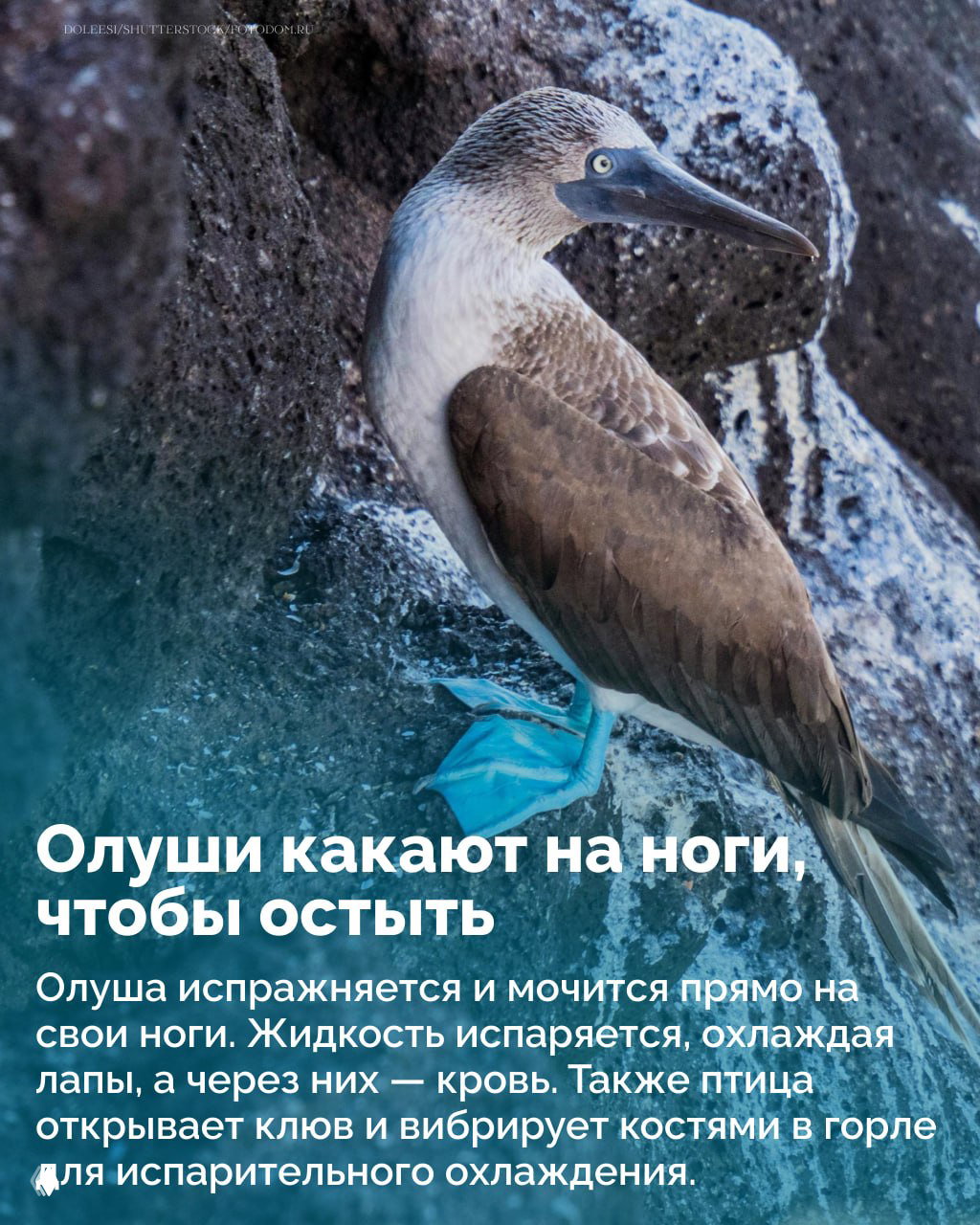 Олуша на камне с видимыми синими лапами; кадр демонстрирует гнездовую биологию и особенности поведения при высиживании яиц.