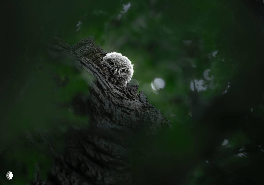 Птенец совы выглядывает из дупла среди тёмной листвы; таинственный и атмосферный снимок с выразительной игрой света — финалист LCE 2026.