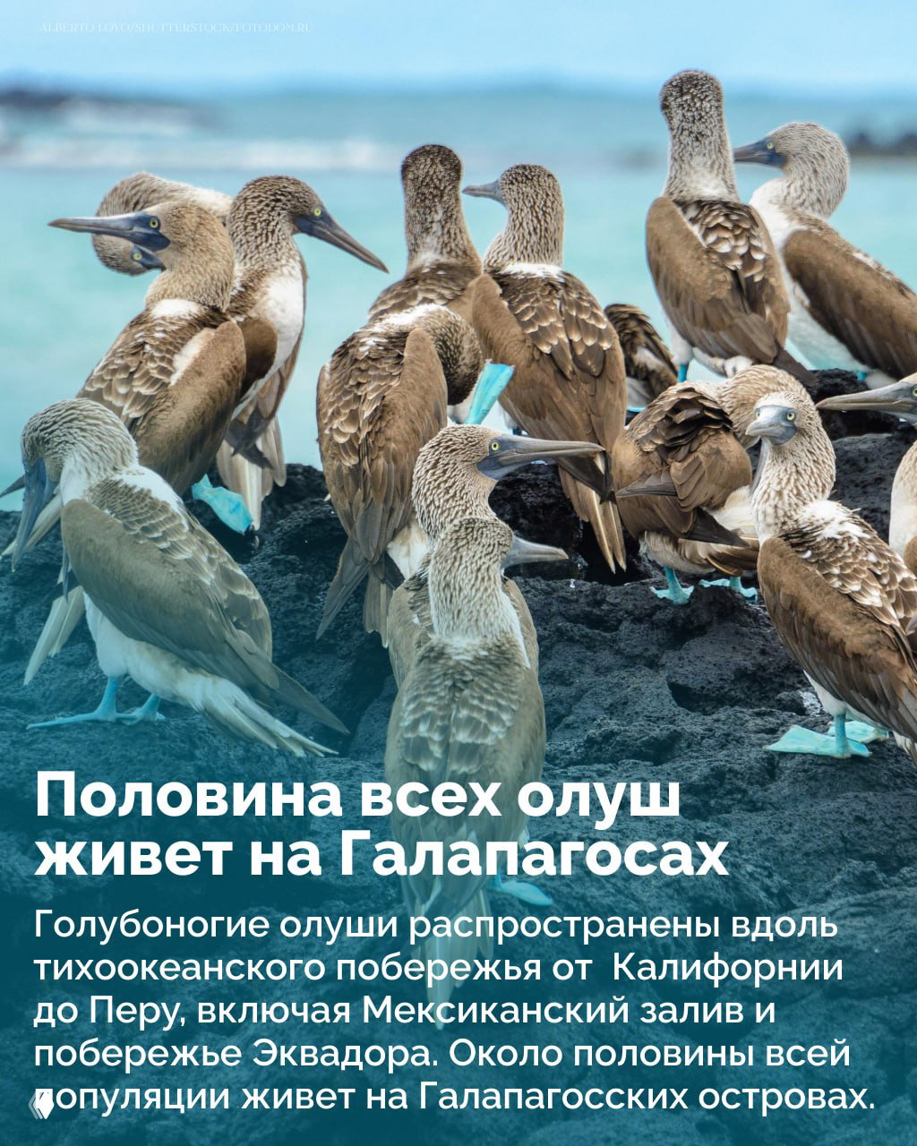 Несколько голубоногих олуш собрались колонией на лавовом берегу; можно видеть скопление птиц и их характерные голубые лапы в стае.