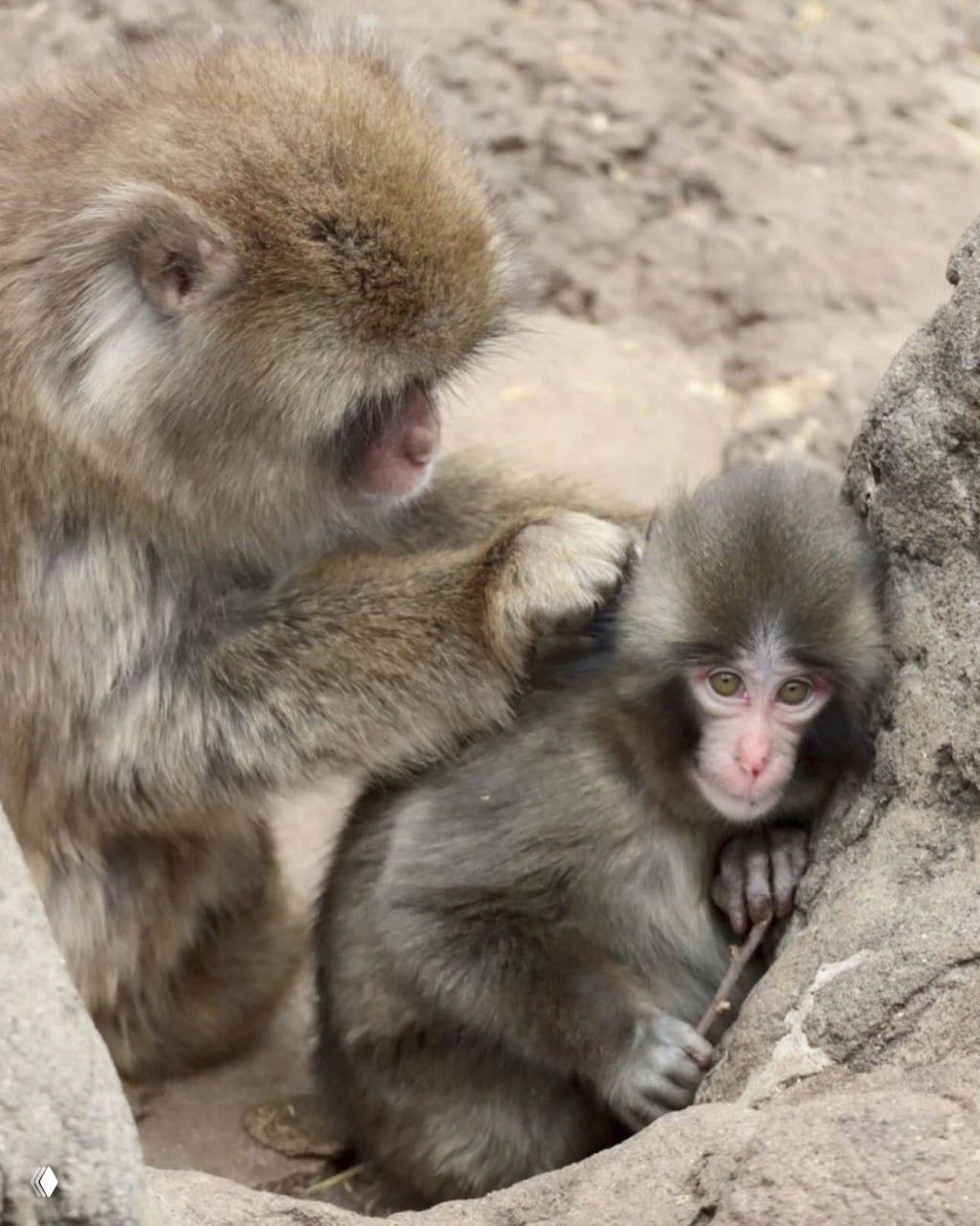 Детеныша макаки Панча приняли сородичи