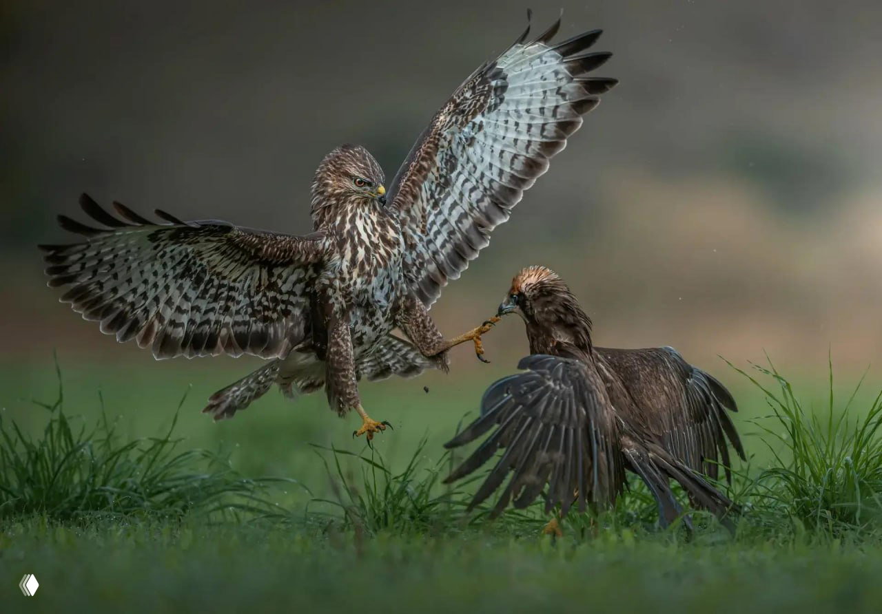 Фото‑финалист The Nature Photography Contest 2025