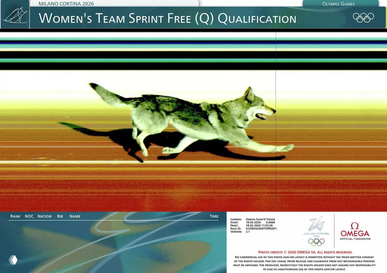 Собака на Олимпийских играх