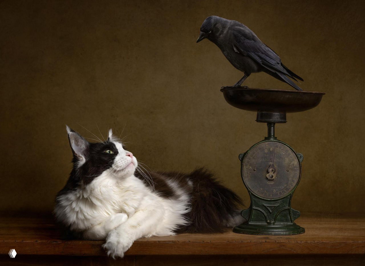 Победители конкурса Pet Photography Awards 2026