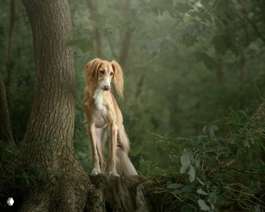 Собака на корне в лесу с мягким зелёным фоном и приглушённым светом, заботливая постановка и тонкая цветовая гамма — финалист LCE 2026.