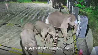 Ночное наблюдение: азиатские слоны у зарядной станции в деревне Наньбанхэ (Юньнань), тянут провода и опрокидывают терминалы.