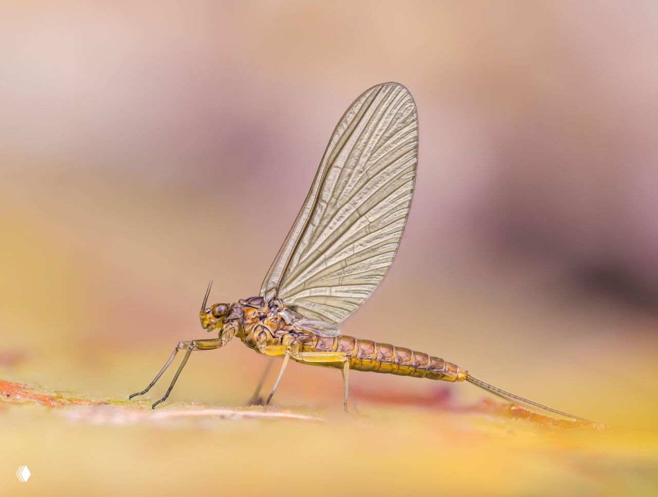 Боковой ракурс насекомого с прозрачными крыльями на мягком пастельном фоне — тонкая цветовая гамма и детальная фактура видимых частей тела.