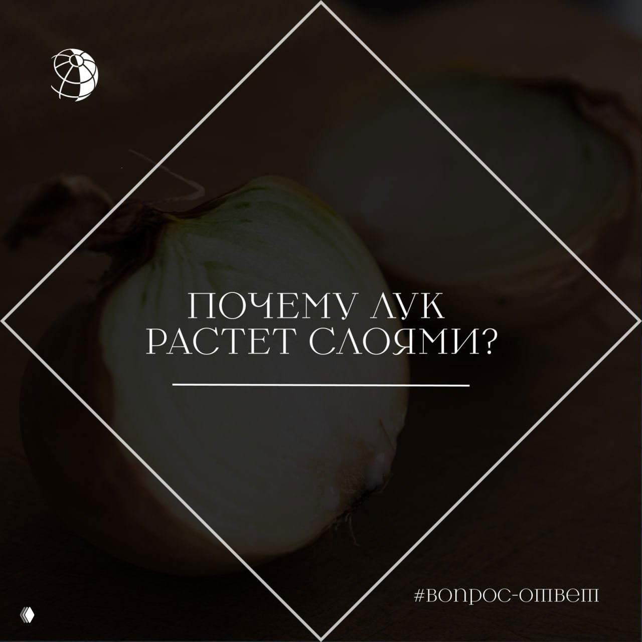 Почему лук растет слоями?