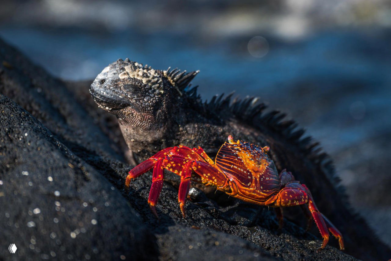 Морские игуаны — единственный вид водных игуан