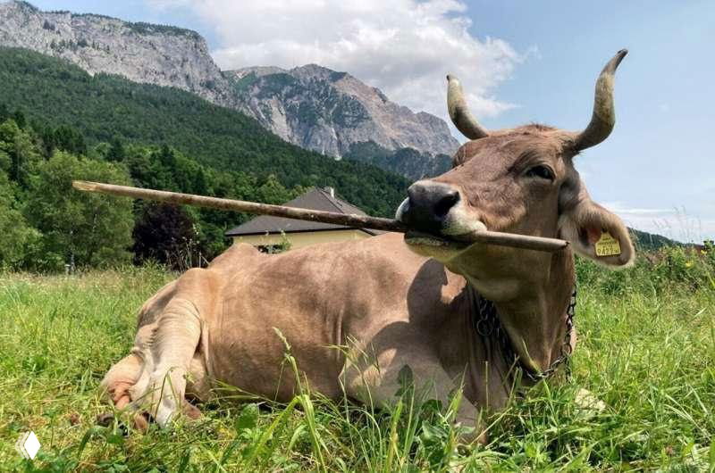 Австрийская корова, использующая инструменты