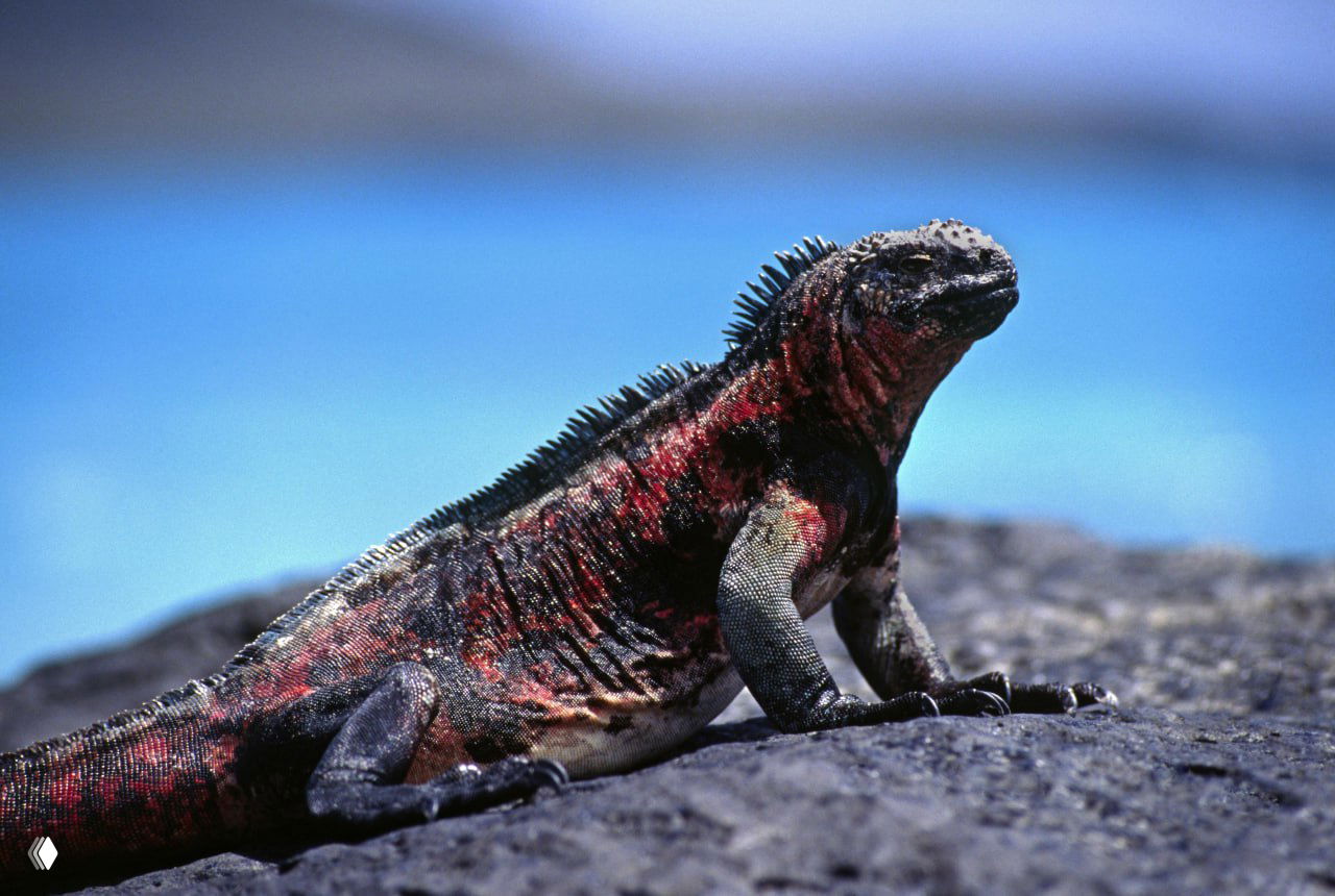Морская игуана с красноватым брюшком на камне, на фоне яркого голубого океана — типичный вид Галапагосских особей.