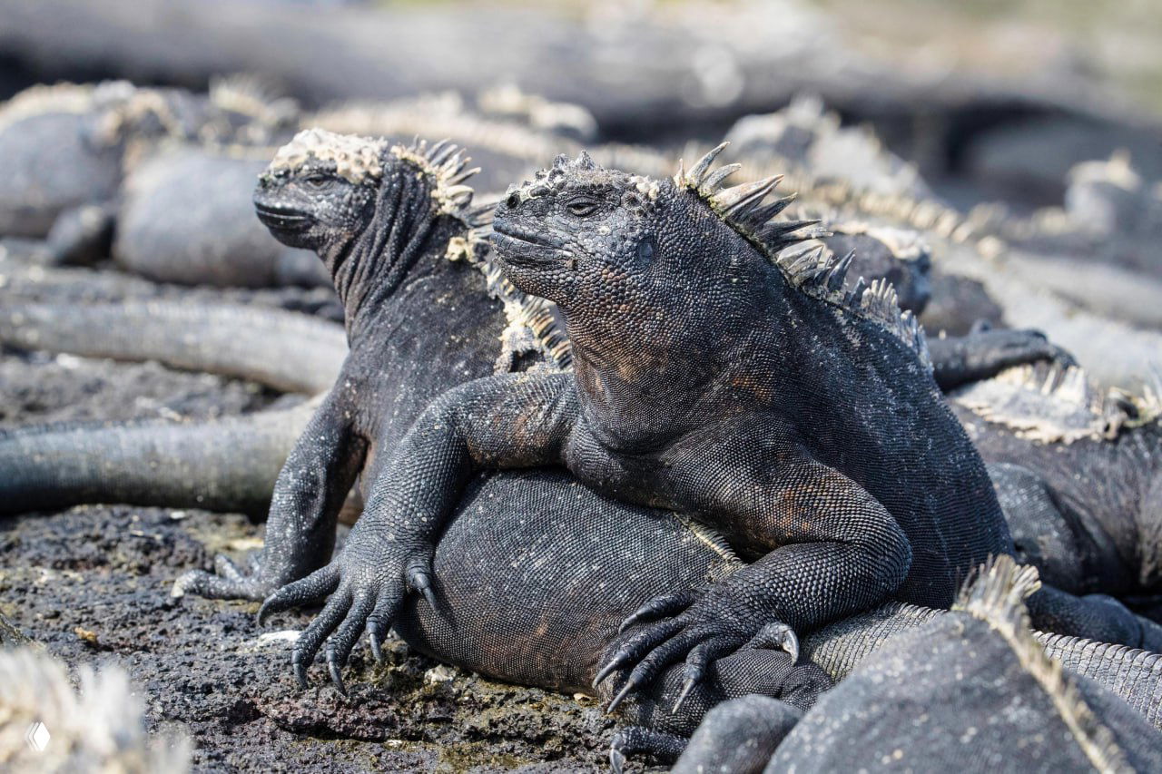 Группа морских игуан, лежащих и тесно прилегающих друг к другу на лавовых скалах Галапагосов; видна текстура кожи и характерное скопление особей.