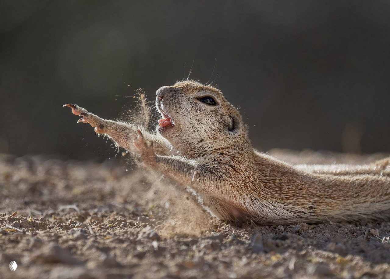 Финалист Nature Photographer of the Year 2021 — Lea Lee Inoue