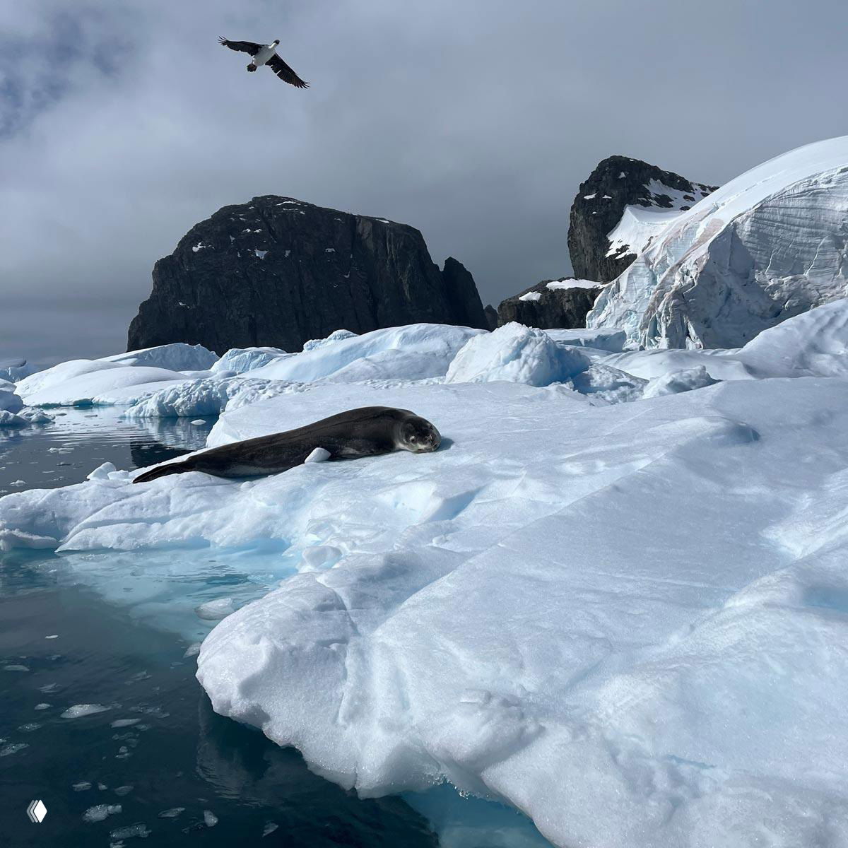 Экспедиция в Антарктиду: как попасть в самую южную точку