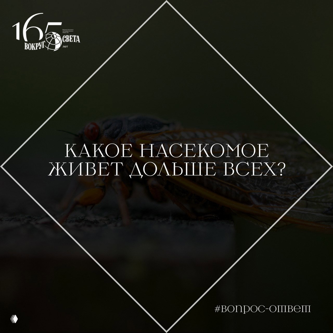 Какое насекомое живет дольше всех?