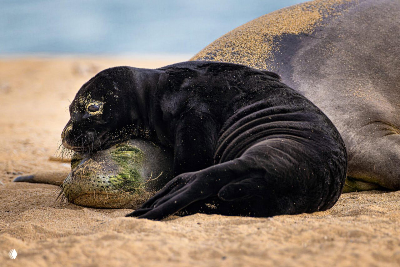 Невероятные снимки финалистов Ocean Photographer 2026