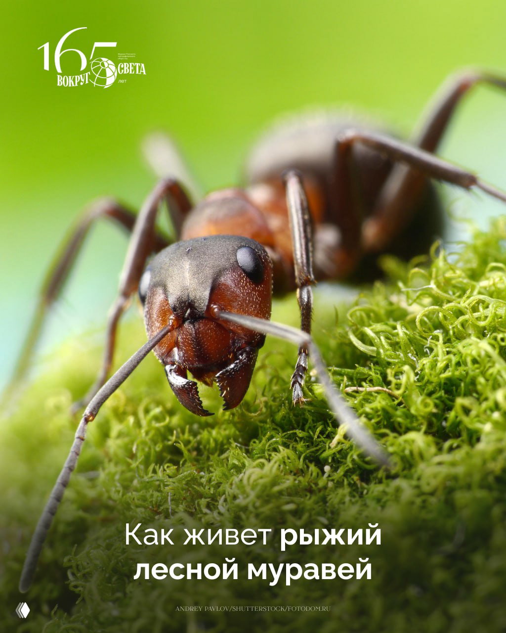 Крупный план рыжего лесного муравья на мху; видны жвалы и усики — фото иллюстрирует поведение в еловых и сосновых лесах.