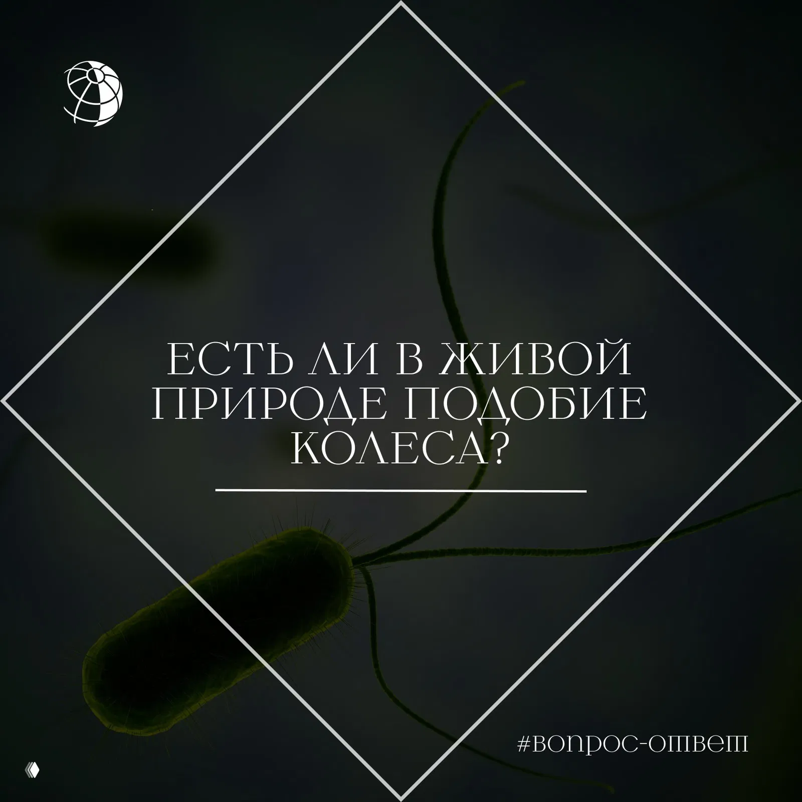 Есть ли в живой природе подобие колеса?