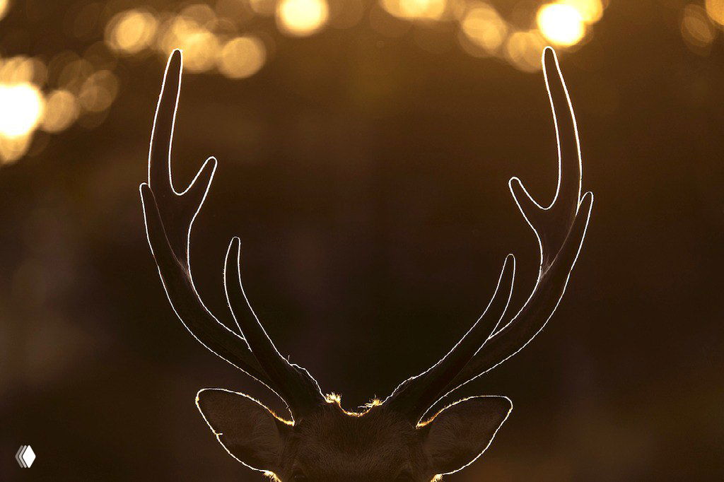 Финалист в номинации «Искусство в природе»