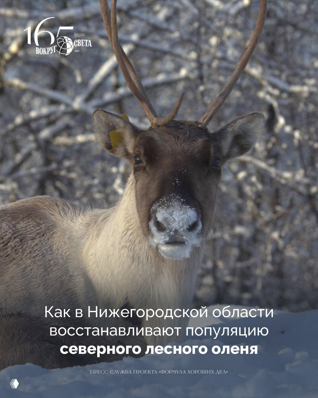 Возрождающиеся фенникусы в Нижегородской области