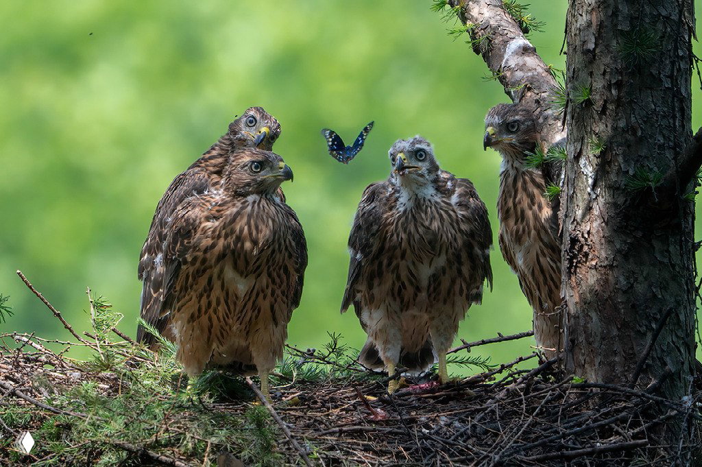 Финалист Nature’s Best Photography Awards 2025