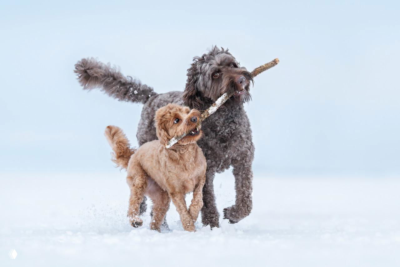 Две собаки играют в снегу, крепко держа в зубах один большой сучок; кадр передает радость и взаимодействие животных на нейтральном светлом фоне.