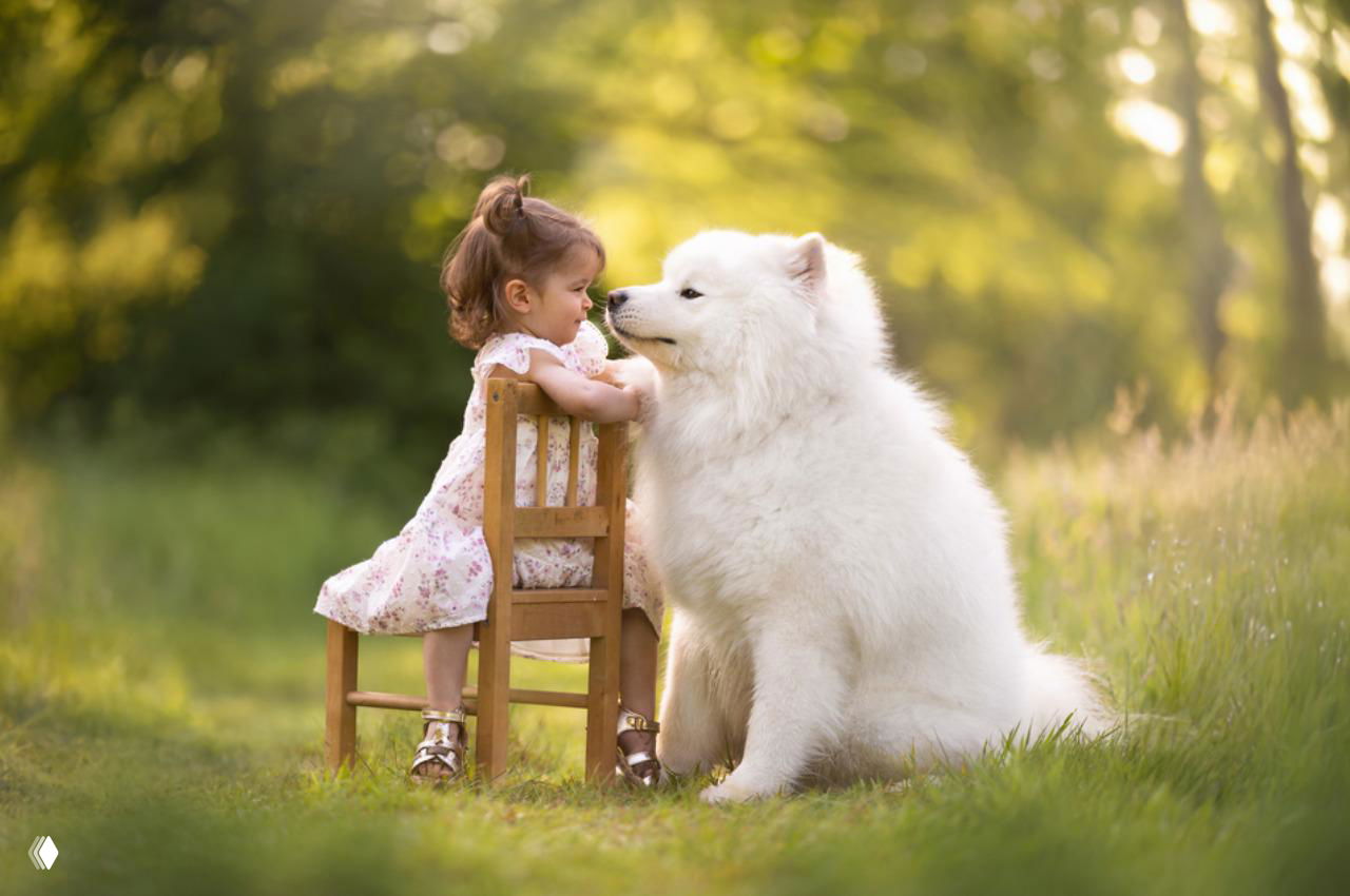 Маленькая девочка в платье сидит на стуле рядом с большой пушистой белой собакой на лугу в тёплом мягком свете, кадр передает доверие и спокойствие.
