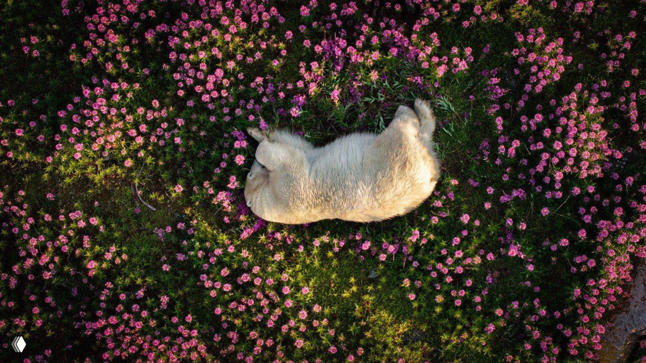 Фото‑финалист The Nature Photography Contest 2024