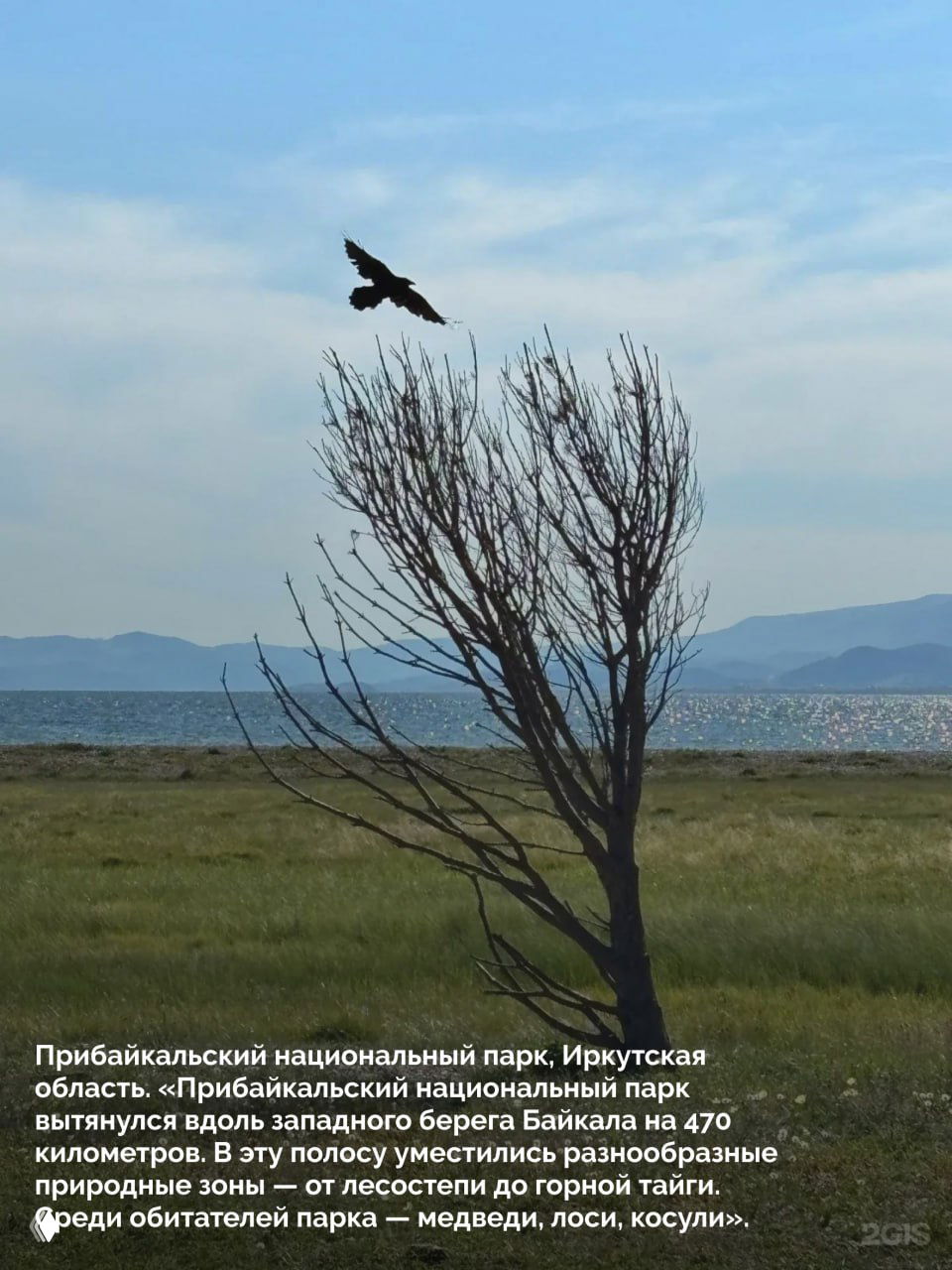 Побережье в Прибайкальском национальном парке: одинокое дерево у берега Байкала, степные луги и горные гряды на фоне, фото из подборки 2ГИС «100 кадров года».