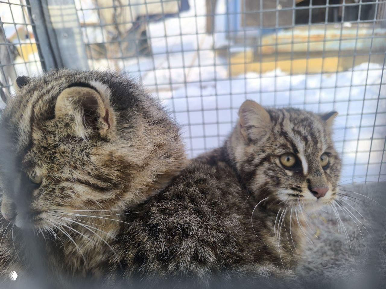 В Приморье «арестовали» двух лесных котят