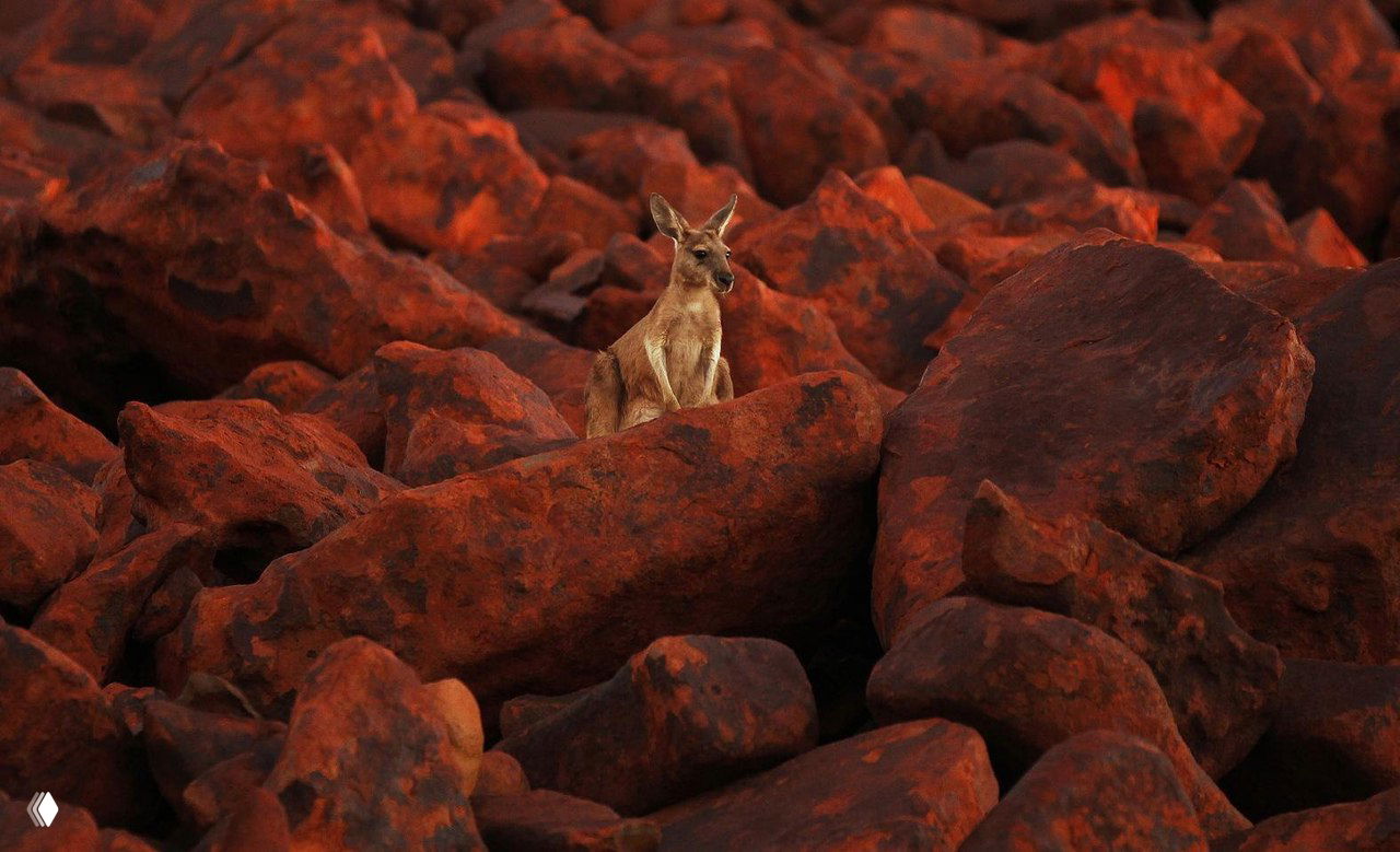 Рыжие кенгуру — крупные сумчатые Австралии