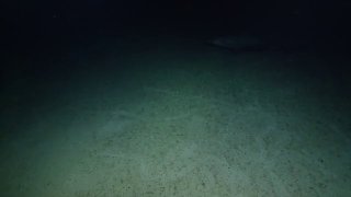 Кадр из глубоководной видеозаписи: тёмное донное пространство океана с песком и камнями, со слабыми следами освещения аппаратуры.