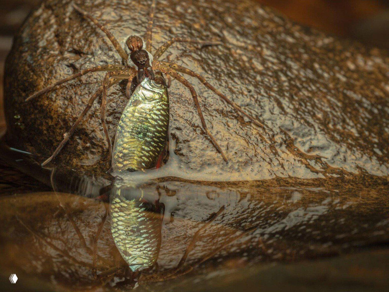 Макрофото паука, держащего добычу у поверхности воды; чёткое отражение жертвы и детализированная структура камня и капель вокруг.